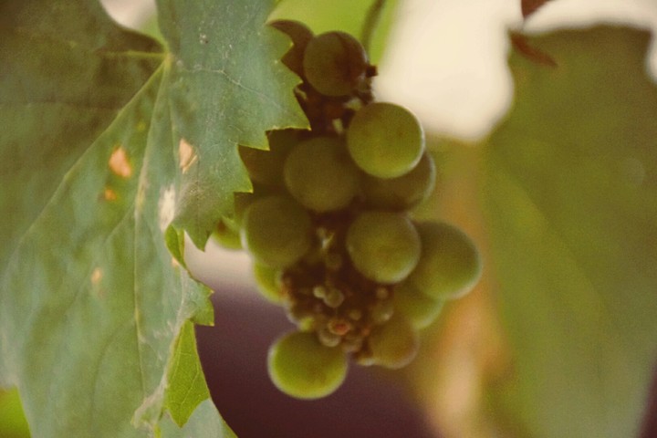 grapes