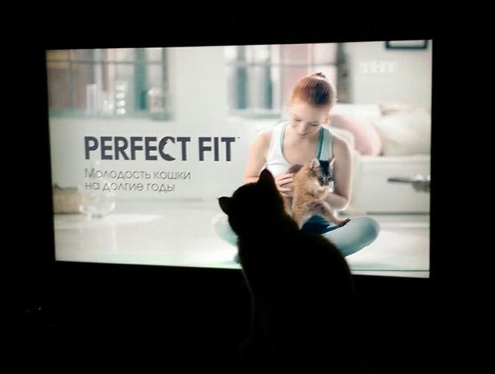 cat