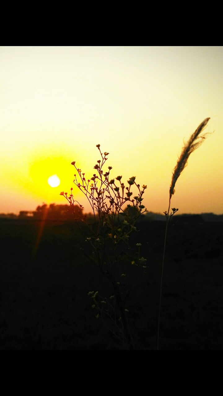 Nature photo