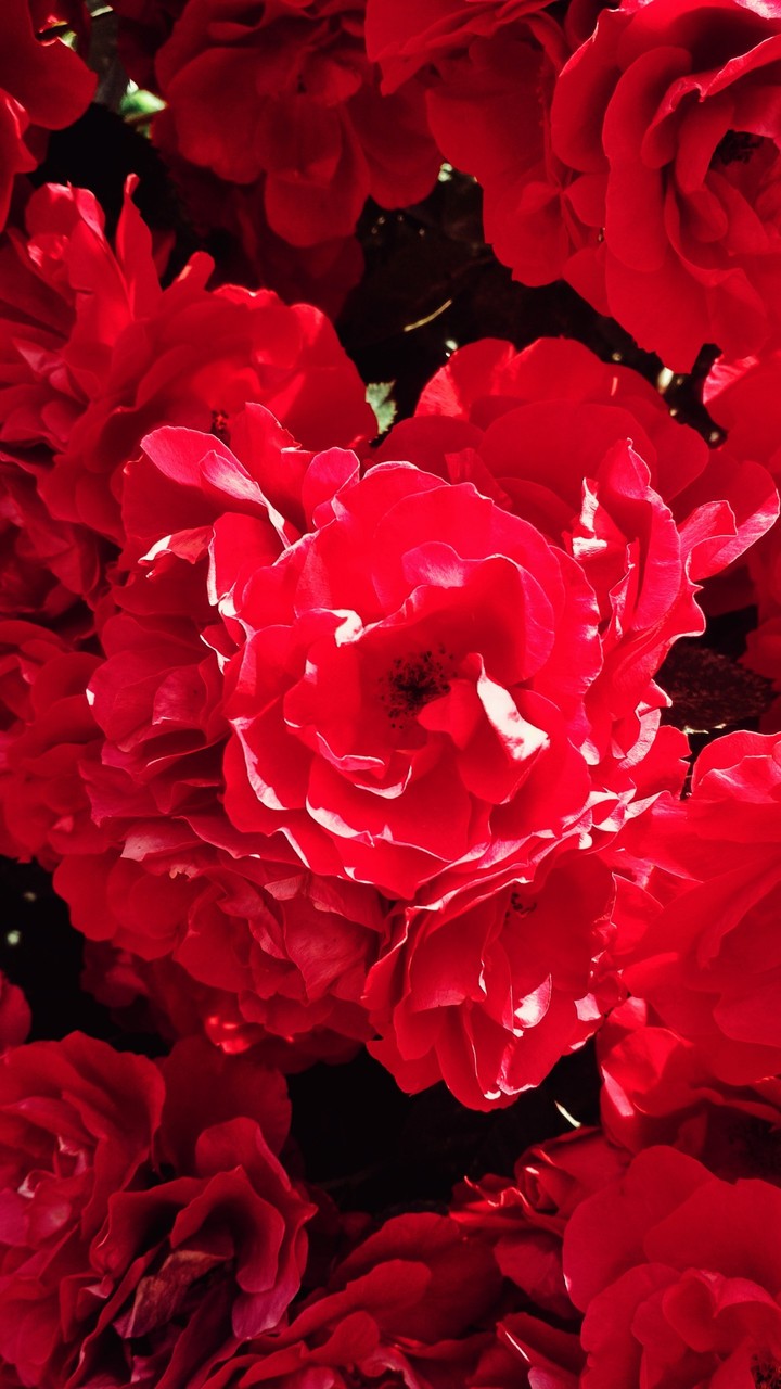 roses