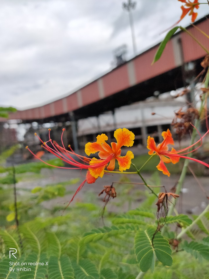 fireflower