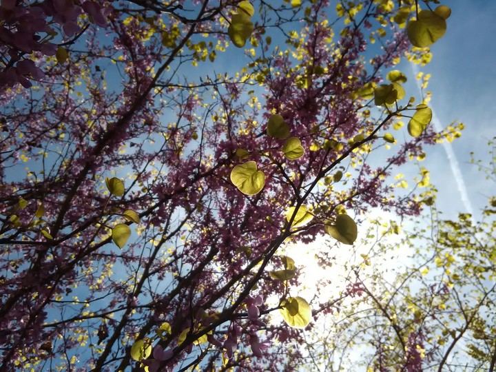 Spring