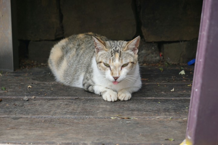 Sleepy Cat