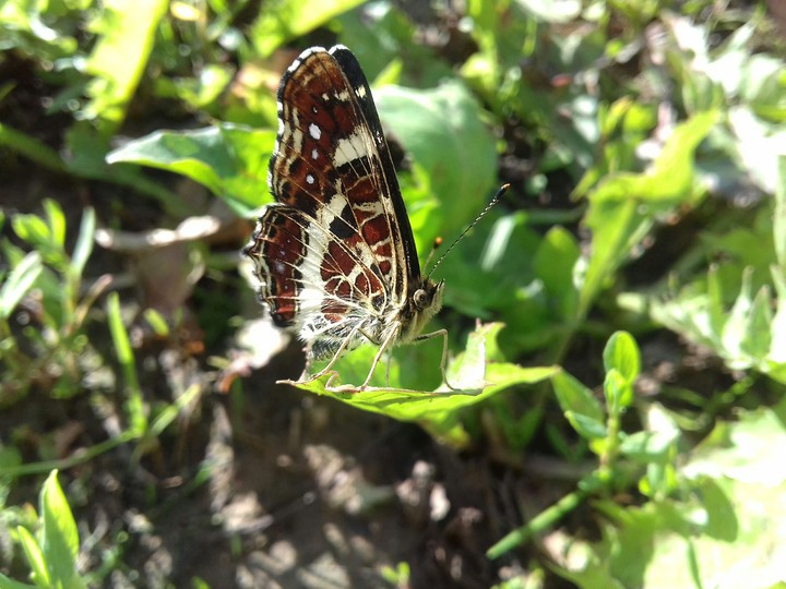 butterfly