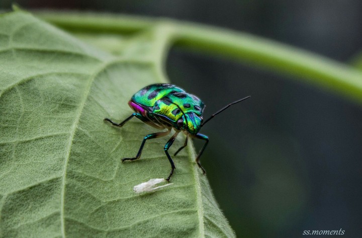colourfull insect..