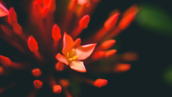 Needle flower