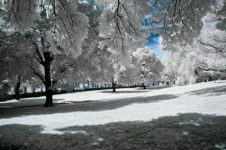 White Forest
