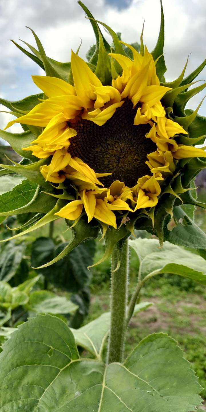 Sunflower