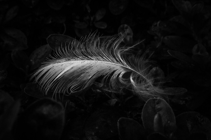 Vogelfeder
