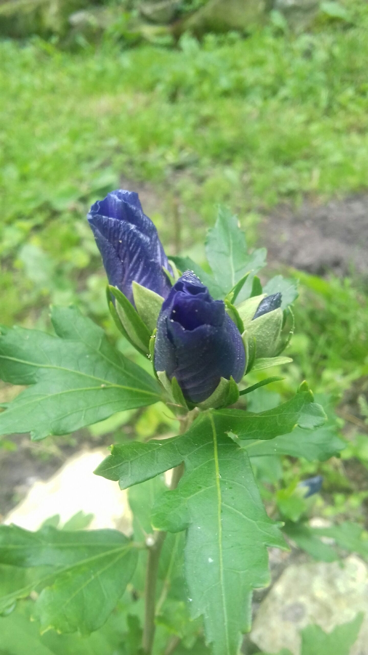 Violet