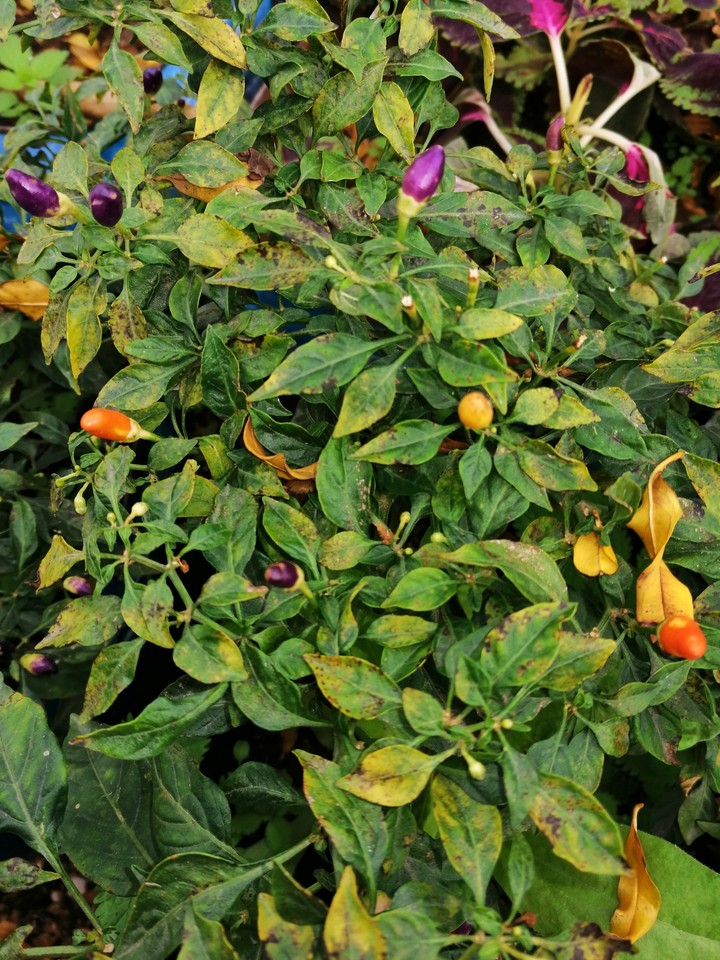 Little peppers
