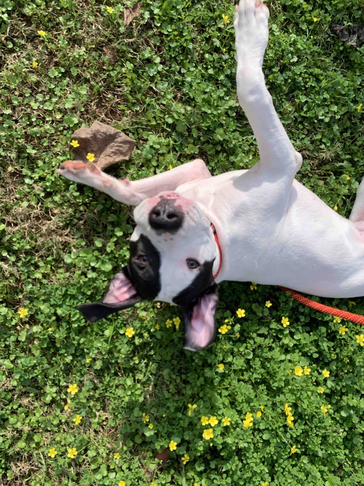 amstaff
