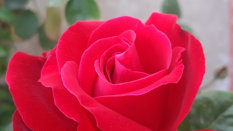 RoseArt