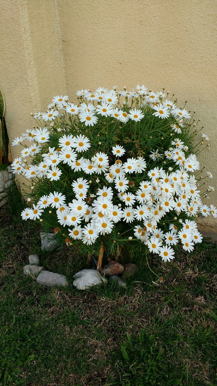 Mi Jardín