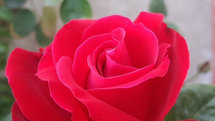 RoseArt