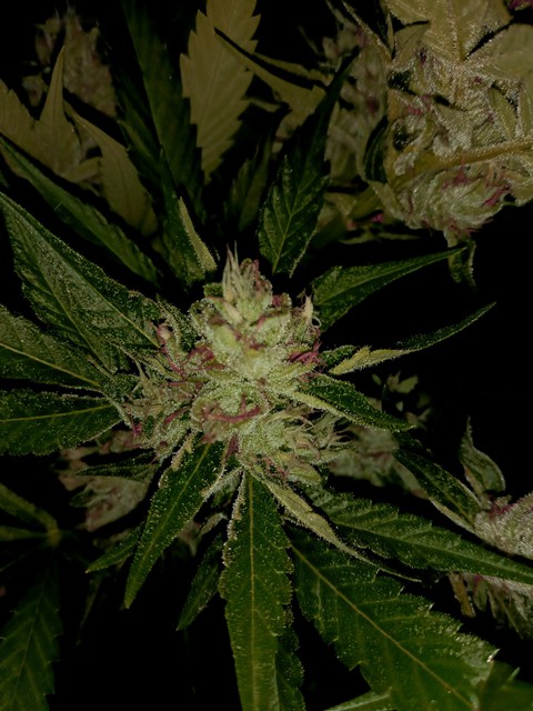 Rosebudz
