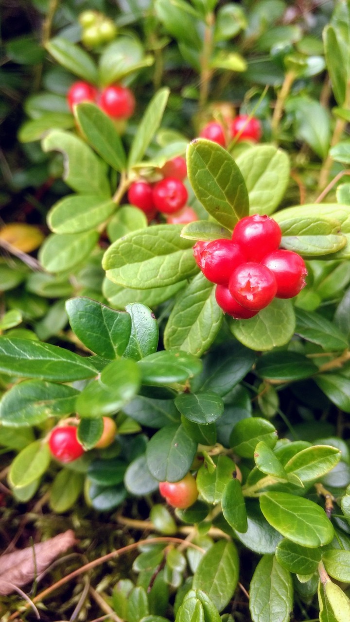 Cranberries