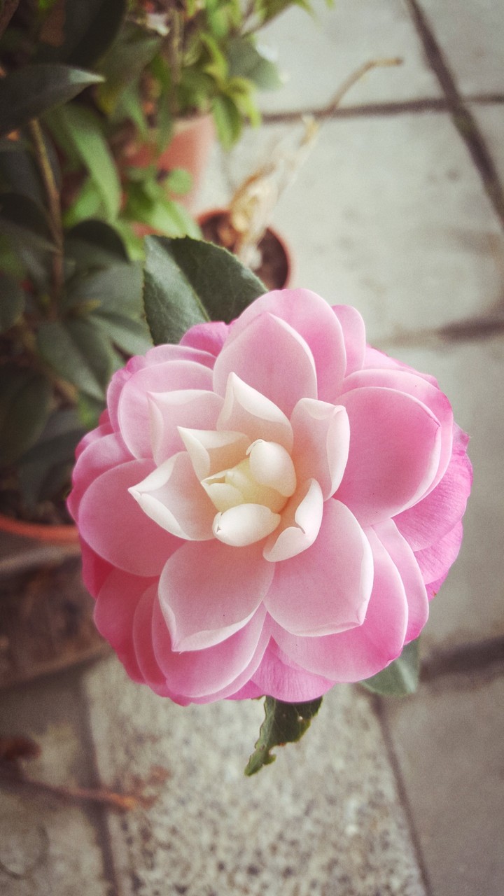 茶花