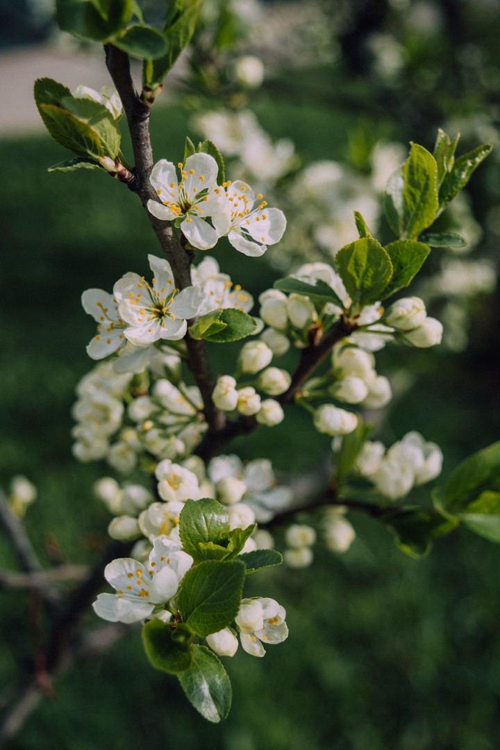 spring flowers
