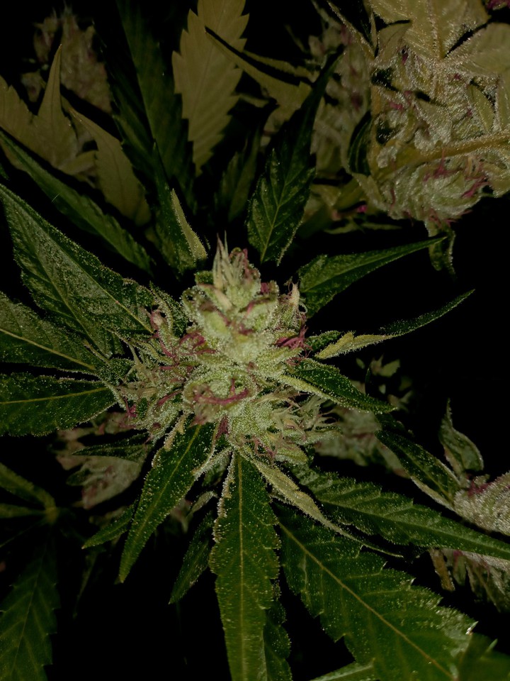 Rosebudz