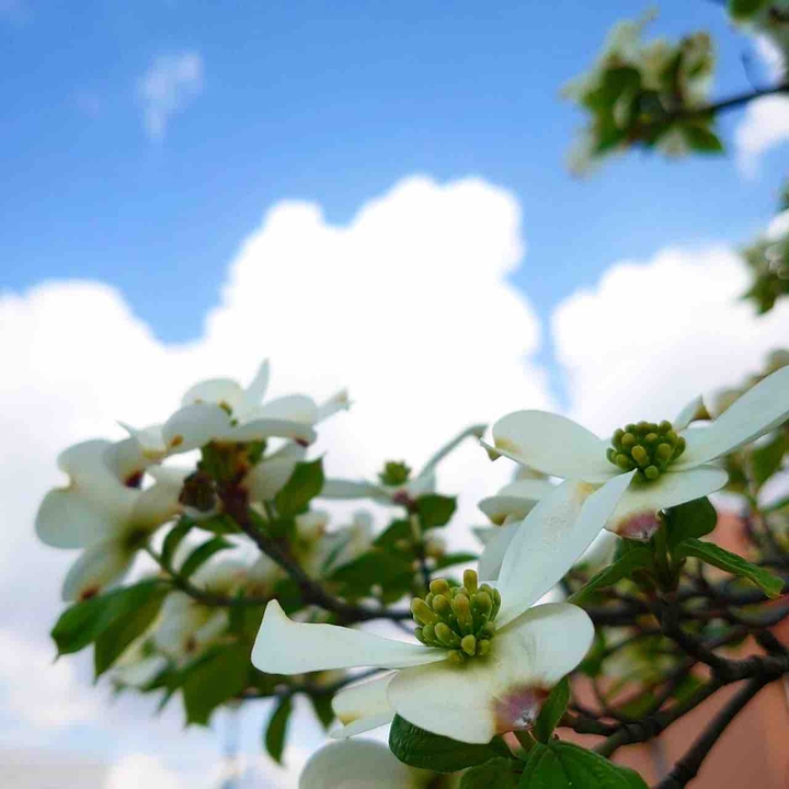 cornus
