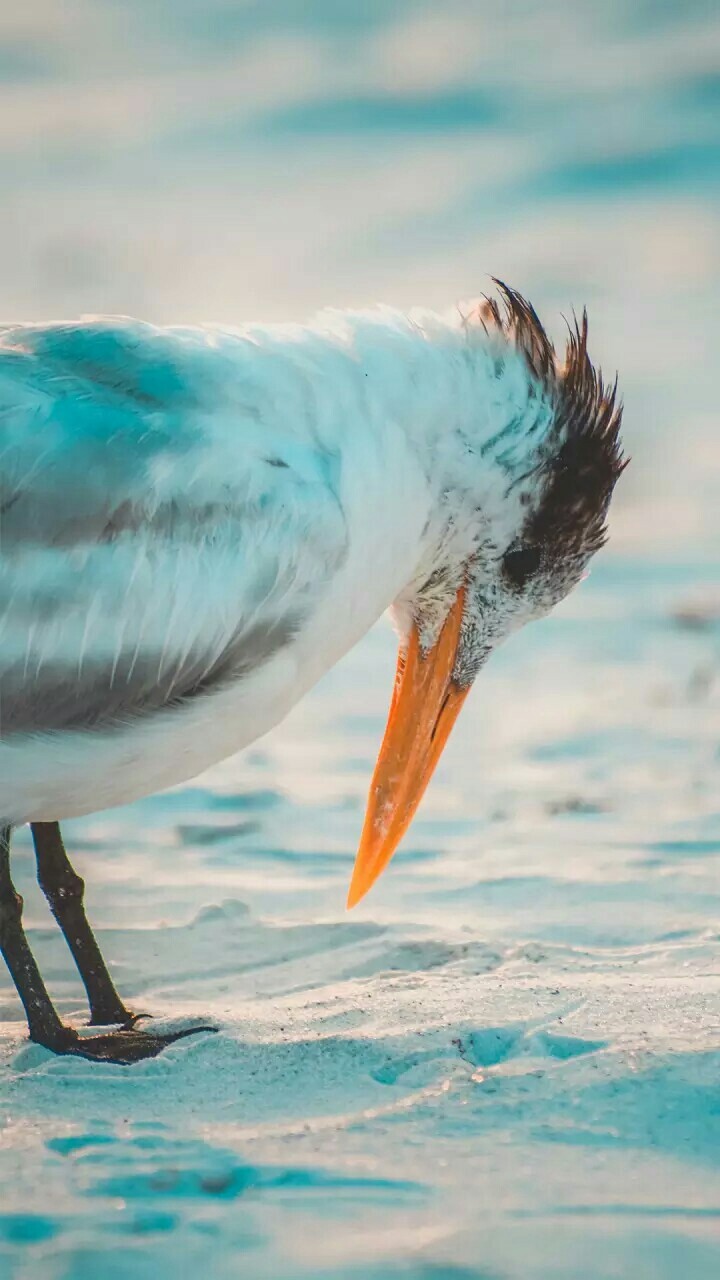 beautiful bird