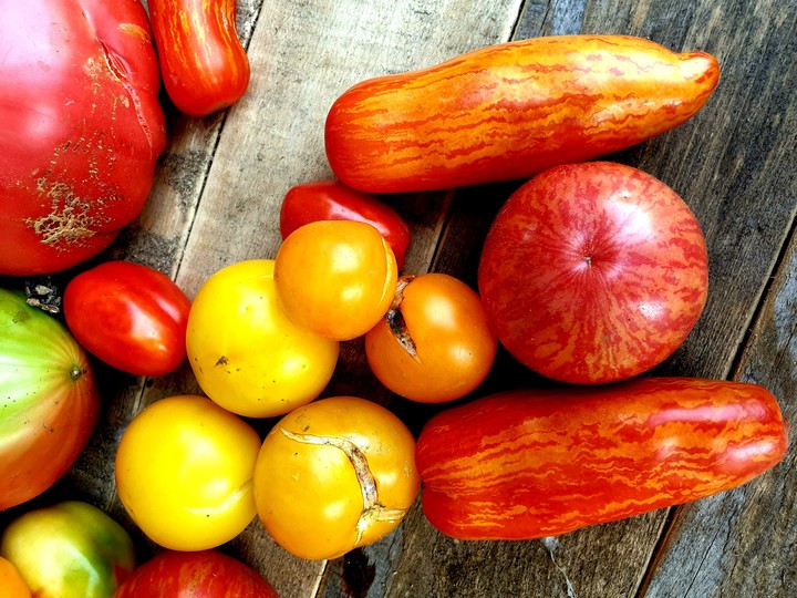 Tomatoes