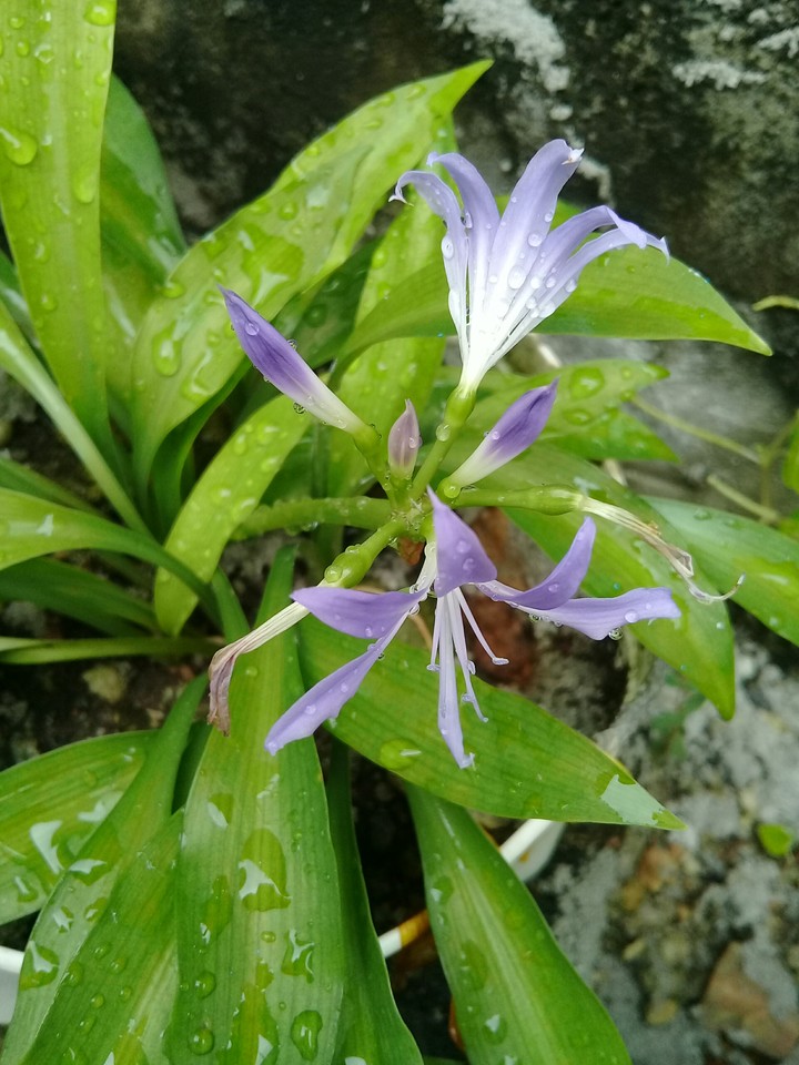 flor