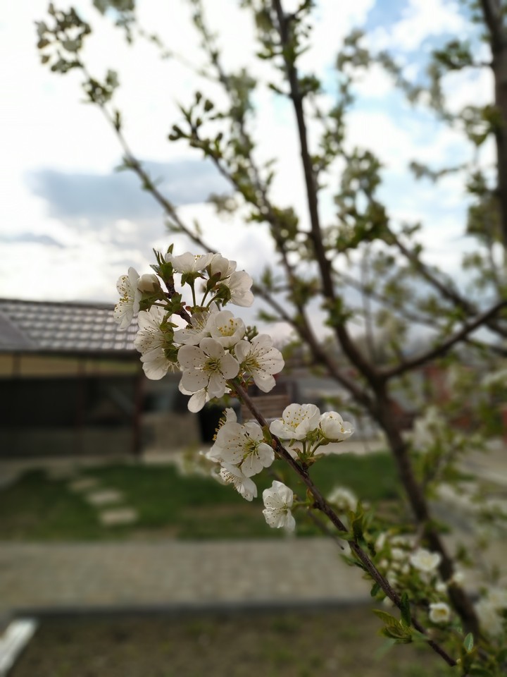 Spring