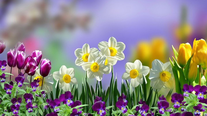 spring