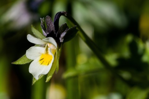 petal, euphrasia duvar kağıtları