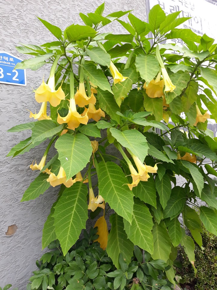 꽃