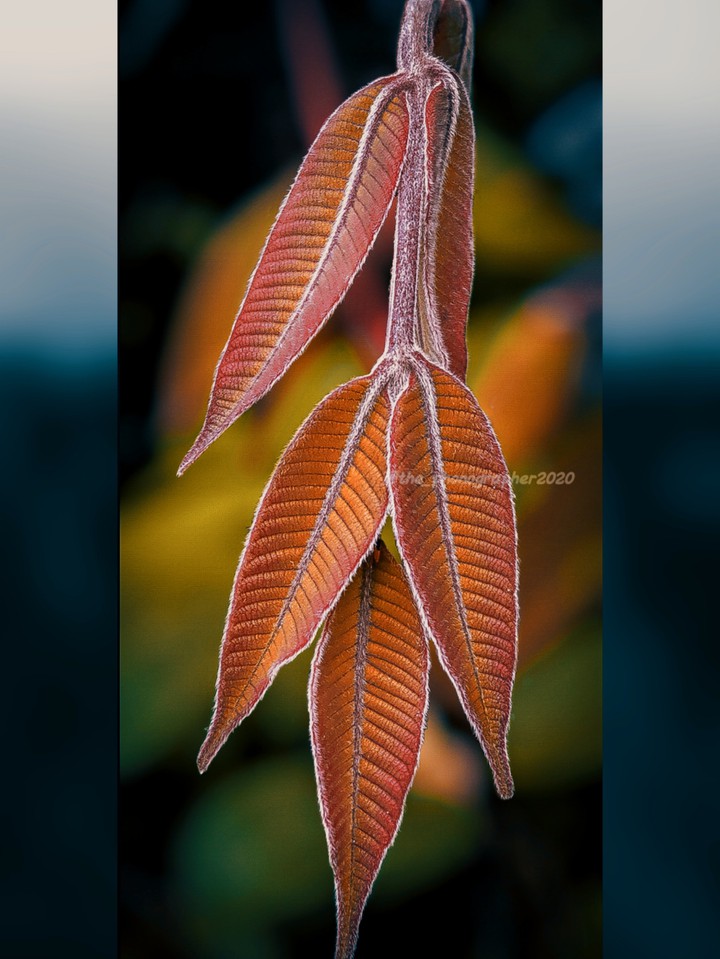leaf