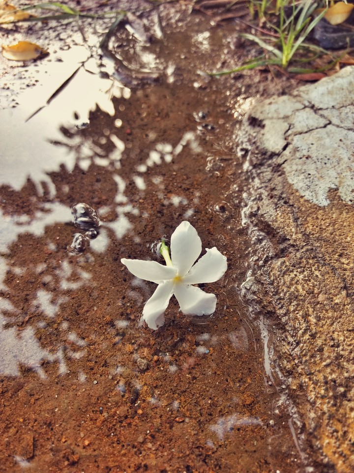 white flower