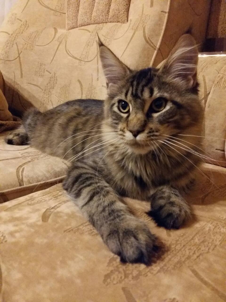 кошка