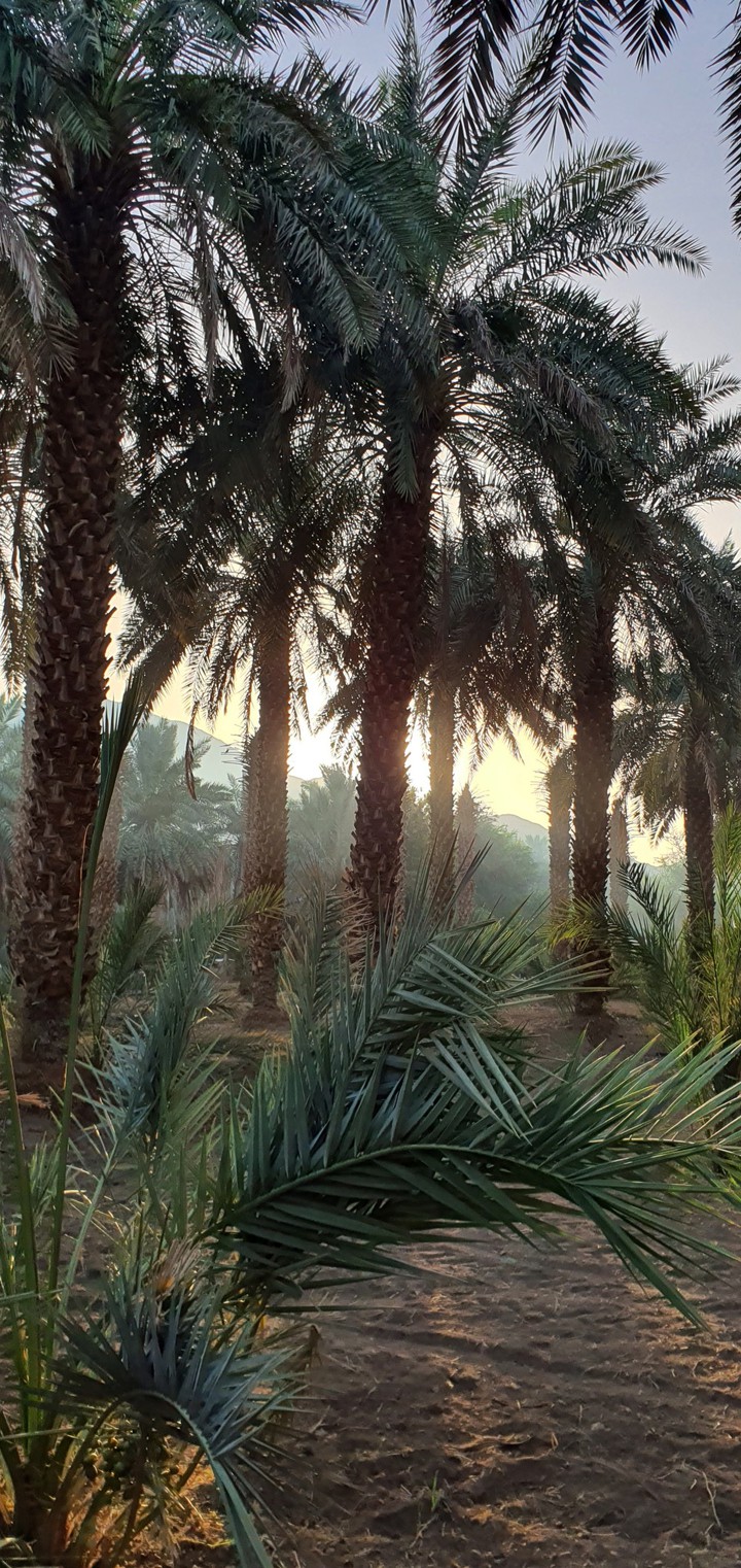 Sunrise at the farm