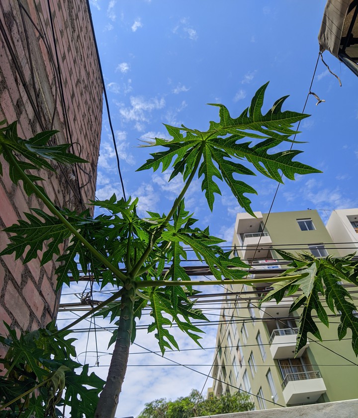 planta