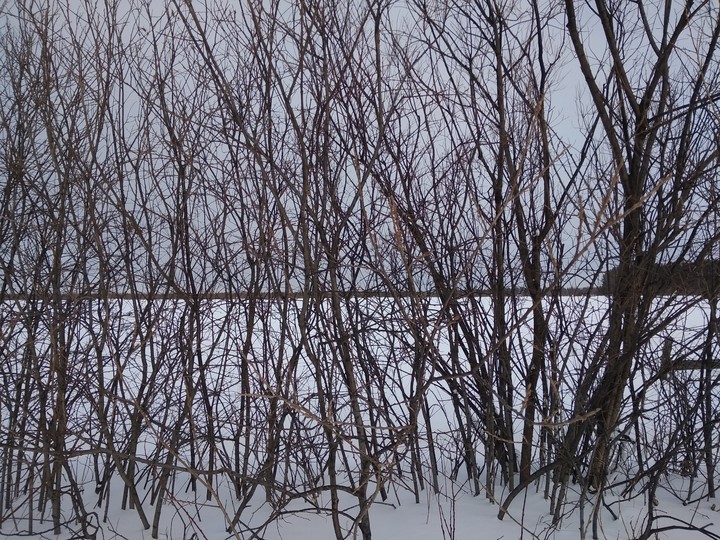 Branch