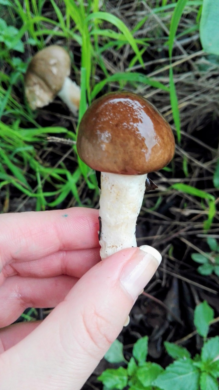 mushrooms