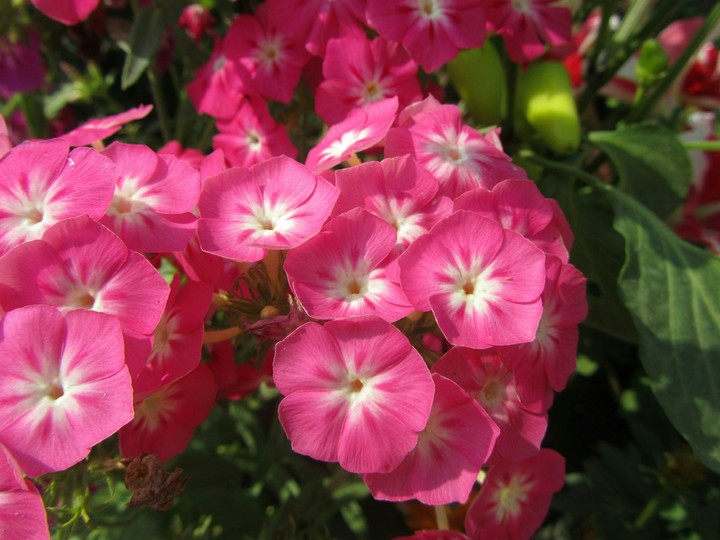 small pink flower