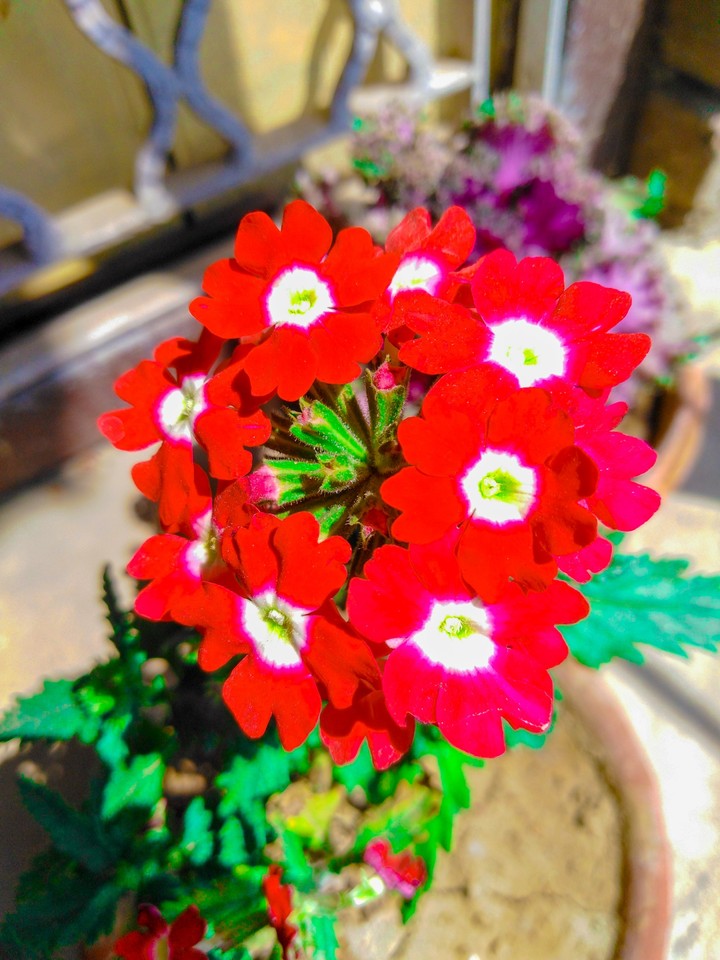 flower