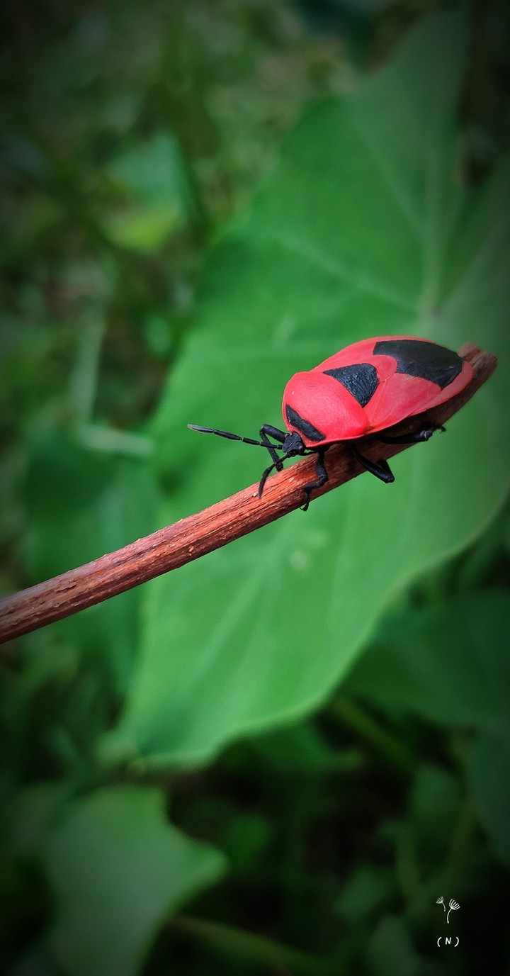 jewel bugs