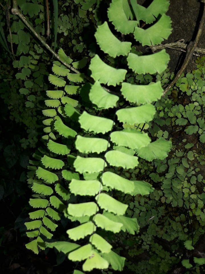green leaf