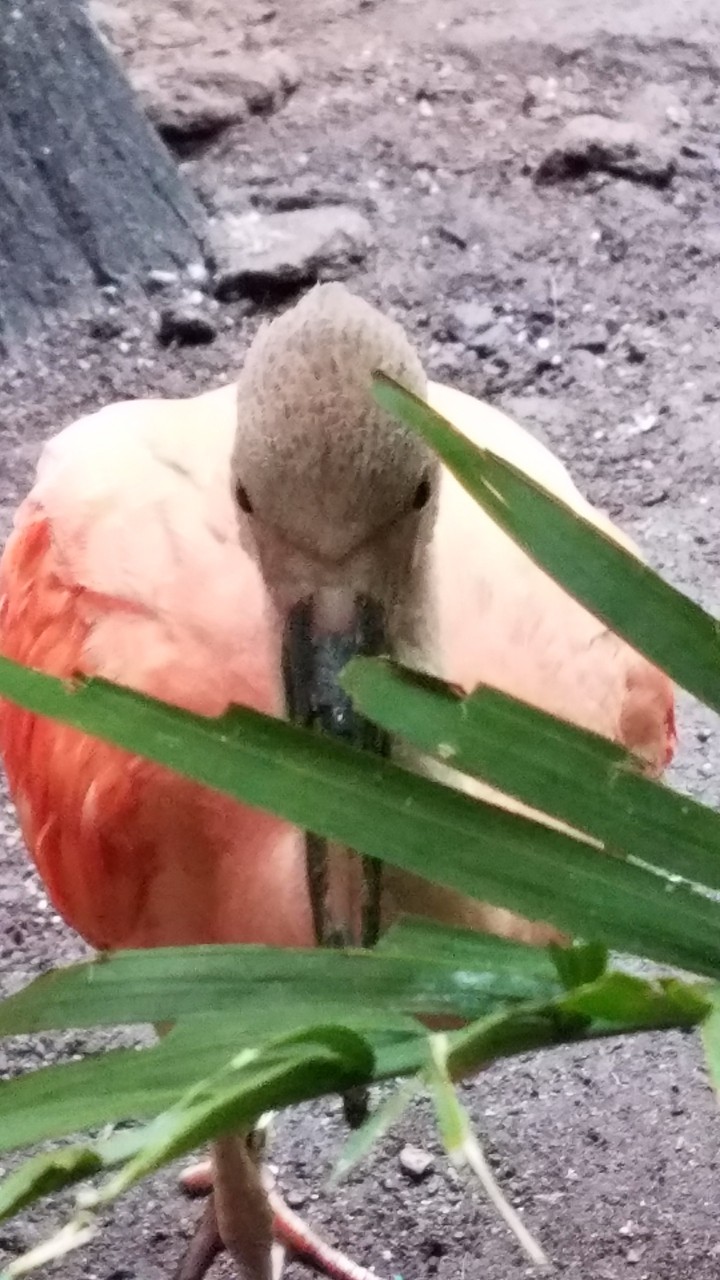 hiding flamingo