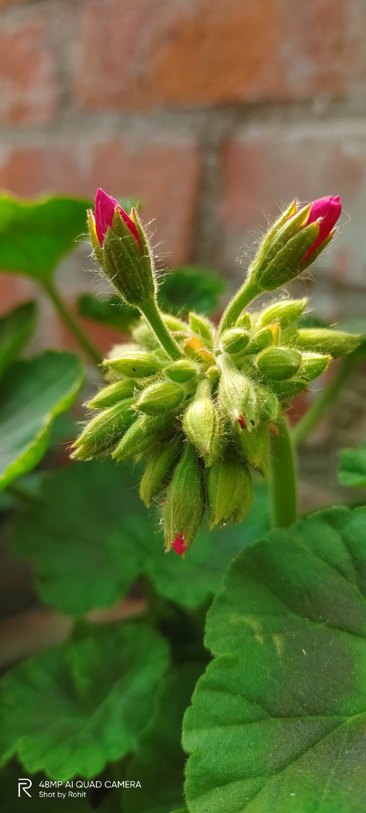geraniums