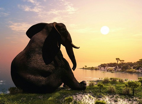 elephants