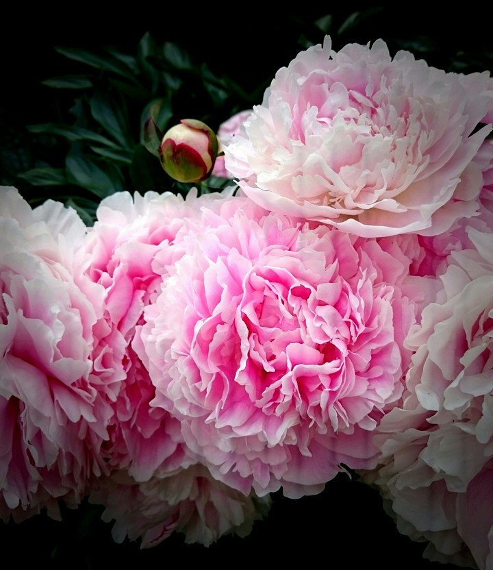 pink Beauties
