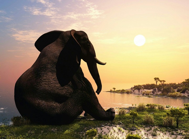 elephants