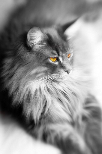 cool cat