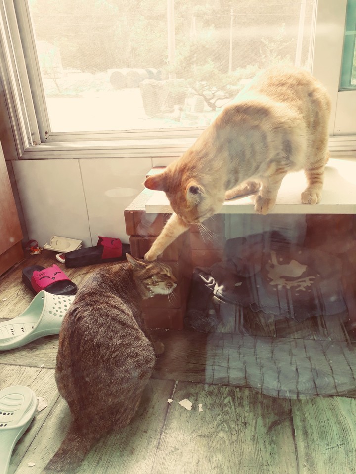 cat Fight_ 1